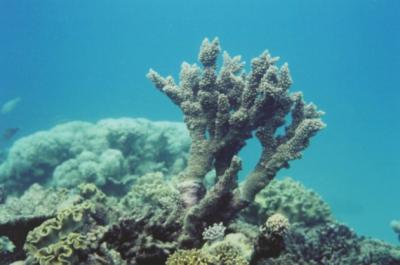 Finger Coral