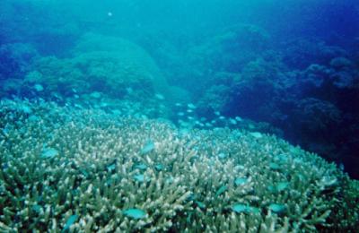 Wmall blue fish amongst the hard coral