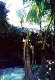Chak Mool Cenote