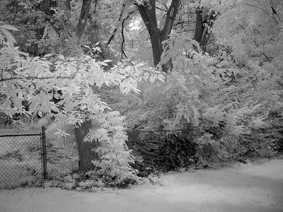 ir mom's yard