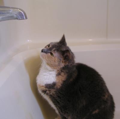 Where's the Water