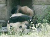 Bored panda