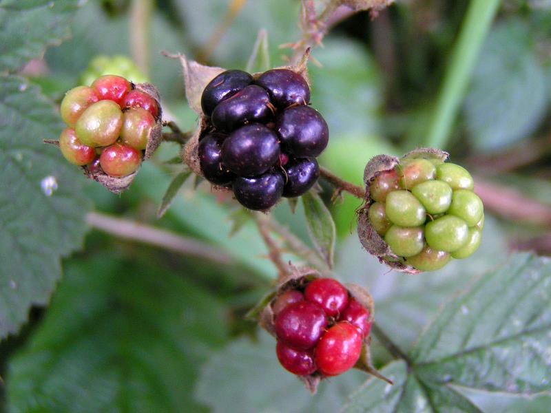Blackberries