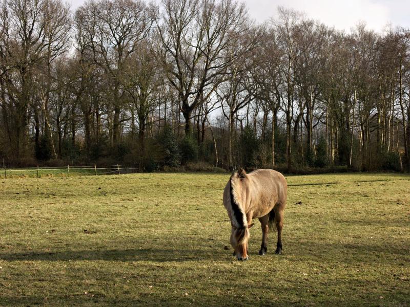 Horse in Landscape