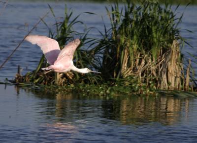 Roseate Spoonbill