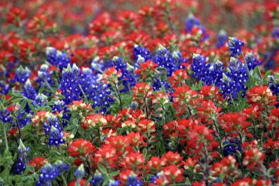 Texas Wildflowers 0001