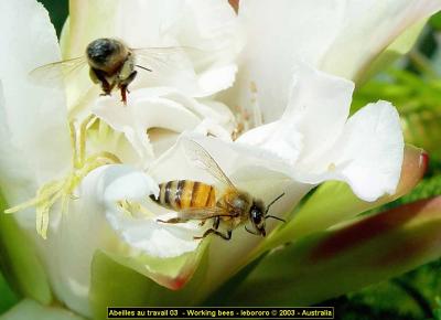 abeilles - bees