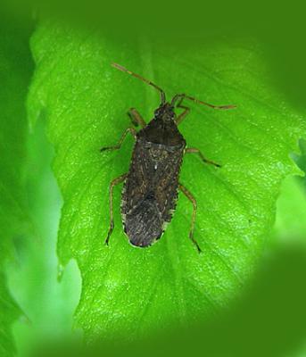 Squash Bug