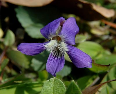 Violet, Common Blue