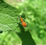 Leaf-footed Bug Nymph