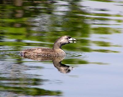 pb grebe mid yawn.jpg