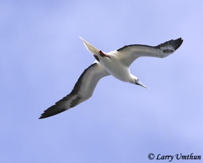 Red-footed Booby