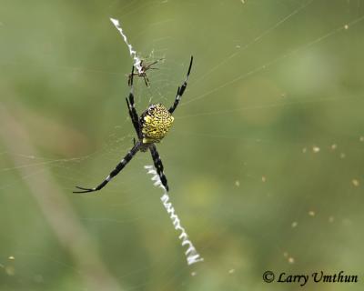 Spider seen on Kauai
