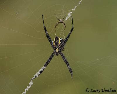 Spider seen on Kauai