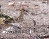 Pacific Golden Plover