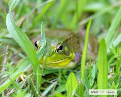 CRW_0146.jpg