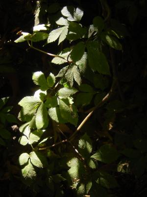 green.JPG