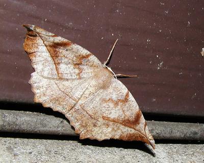 Curve-toothed Geometer (Eutrapela clemetaria)