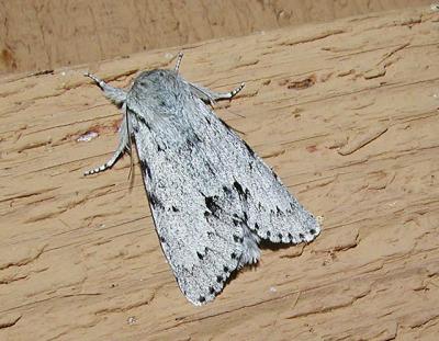 Fingered Dagger Moth (Acronictina dactylina)