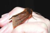 Ruby Tiger Moth (Phragmatobia fuliginosa)