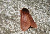Ruby Tiger Moth (Phragmatobia fuliginosa)