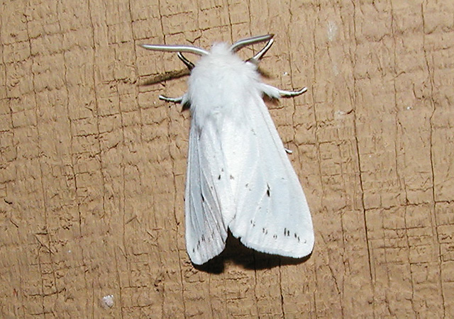 Virginian Tiger Moth or Yellow Bear Moth (Spilosoma virginica)