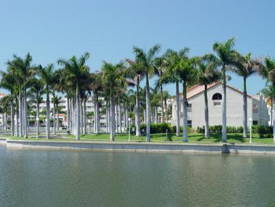 u25/linda559/medium/14878549.PalmTrees012.jpg