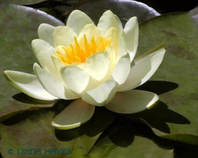 Yellow Water Lilly 885