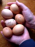 The bountiful hens
