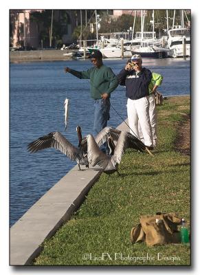 009-Pelicans-and-Papparazzi.jpg