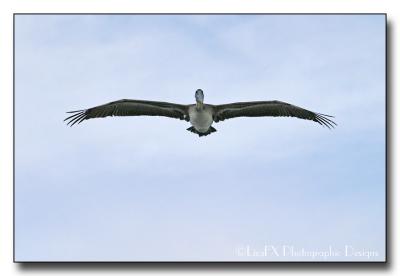 061-Pelican-Soars.jpg