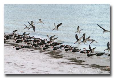062-Red-Beaked-Gulls.jpg