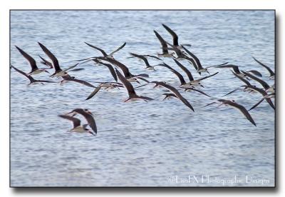 064-Gulls-in-Flight.jpg