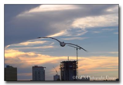 166-Pelican-Sunset.jpg