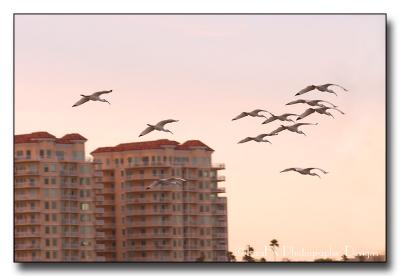 175-Birds-in-Flight.jpg