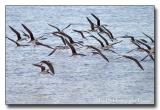 064-Gulls-in-Flight.jpg