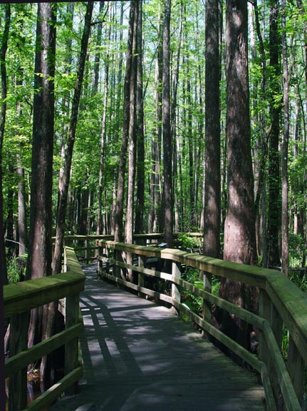 Boardwalk-Thru-Trees-wb.jpg