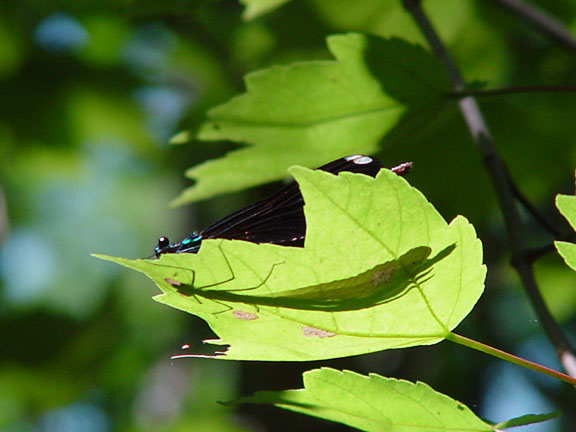 Damselfly-Shadow-wb.jpg