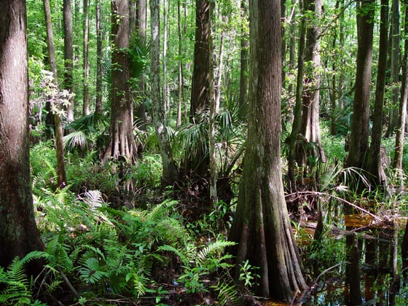 Highlands-Hammock1-wb.jpg