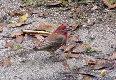 Purple Finch   3/7/03