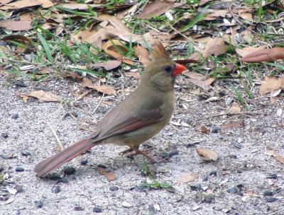 Female Cardinal  3/11/03