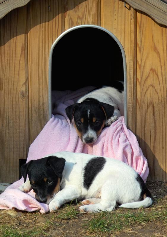 Beachbriss Kermit and Beachbriss Kip in their villa