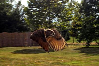 Owl (Europapark)