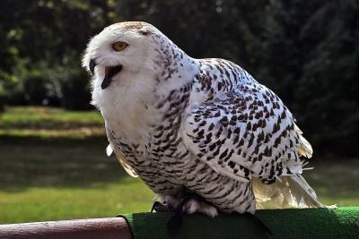 Snowy Owl (Europapark)