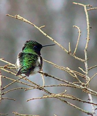 ruby-throated hummingbirdb.JPG