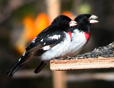 male rose-breasted grosbeaks