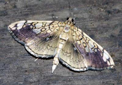 basswood-leafroller-moth-56.jpg