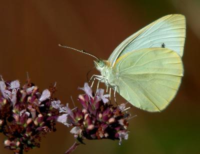 cabbage-white-4646.jpg