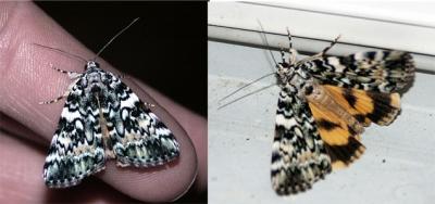 connubial-underwing-dual.jpg