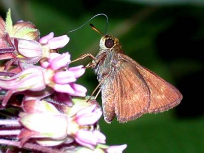 dun-skipper-4340.jpg